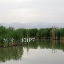 ʼ